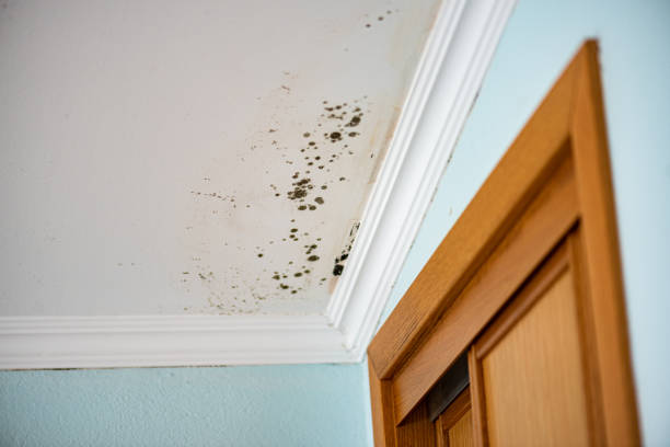 Why You Should Choose Our Mold Remediation Services in Pinedale, WY